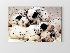 Köpekler Tablosu Çerçevesiz - 50x70