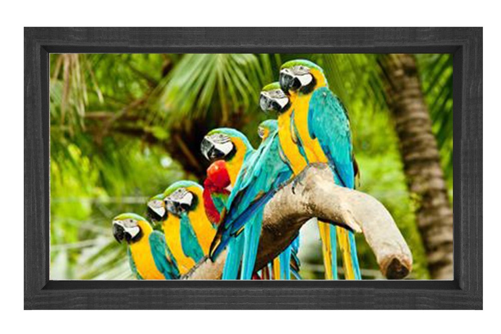 Papağanlar Tablosu Siyah Ahşap Çerçeve - 45x30