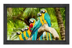 Papağanlar Tablosu Siyah Ahşap Çerçeve - 45x30