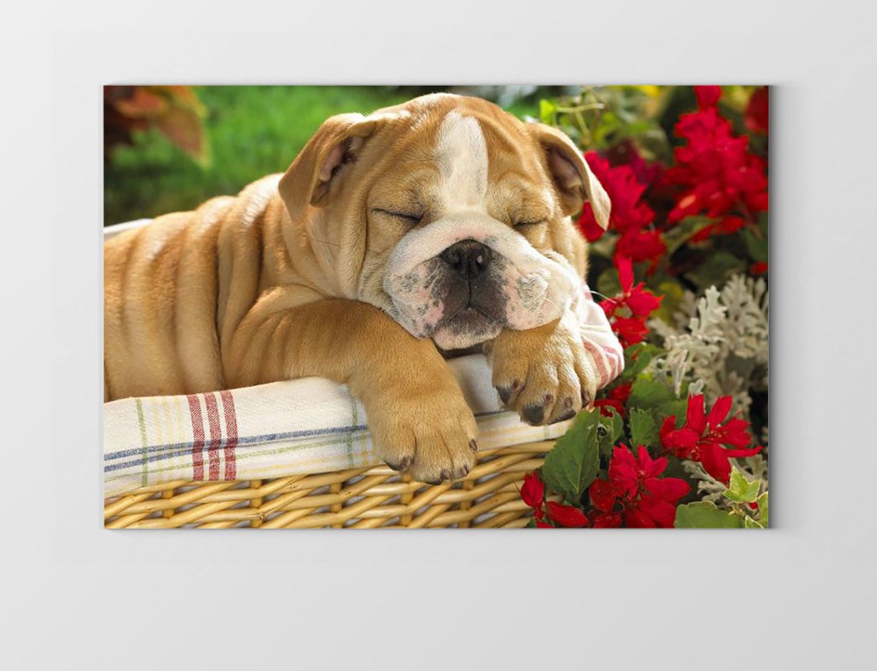 Köpek Tablosu Çerçevesiz - 70x100