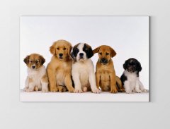 Yavru Köpekler Tablosu Çerçevesiz - 100x200