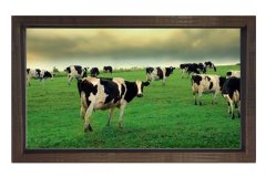 İnekler Otlarken Tablosu Kahverengi Ahşap Çerçeve - 50x90