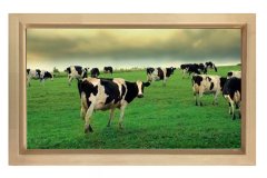 İnekler Otlarken Tablosu Naturel Ahşap Çerçeve - 100x150