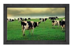 İnekler Otlarken Tablosu Siyah Ahşap Çerçeve - 100x150