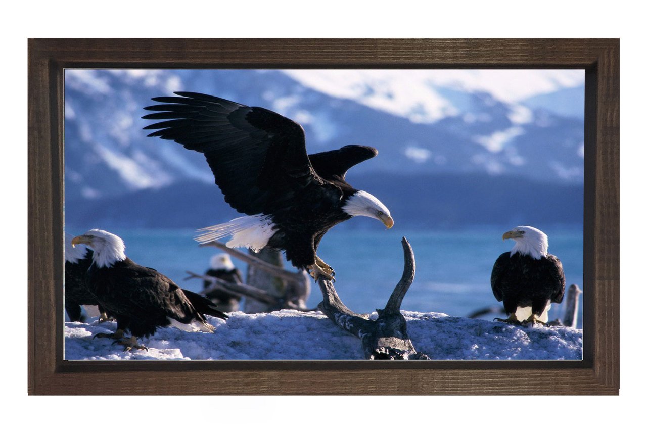 Kartal Ailesi Tablosu Kahverengi Ahşap Çerçeve - 70x100