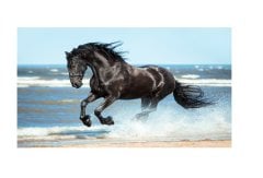 Siyah at Tablosu Çerçevesiz - 100x150