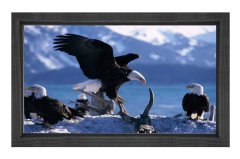 Kartal Ailesi Tablosu Siyah Ahşap Çerçeve - 100x150