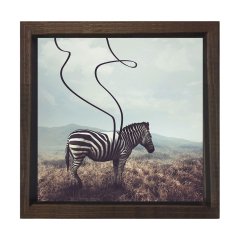 Zebra Tablosu Kahverengi Ahşap Çerçeve - 50x50