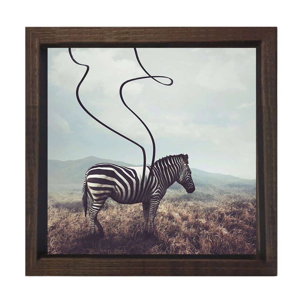 Zebra Tablosu Kahverengi Ahşap Çerçeve - 70x70