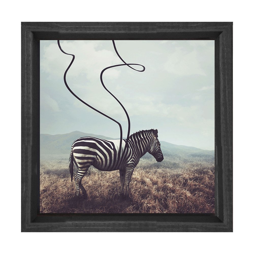Zebra Tablosu Siyah Ahşap Çerçeve - 100x100