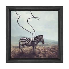 Zebra Tablosu Siyah Ahşap Çerçeve - 80x80