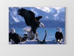 Kartal Ailesi Tablosu Çerçevesiz - 100x200
