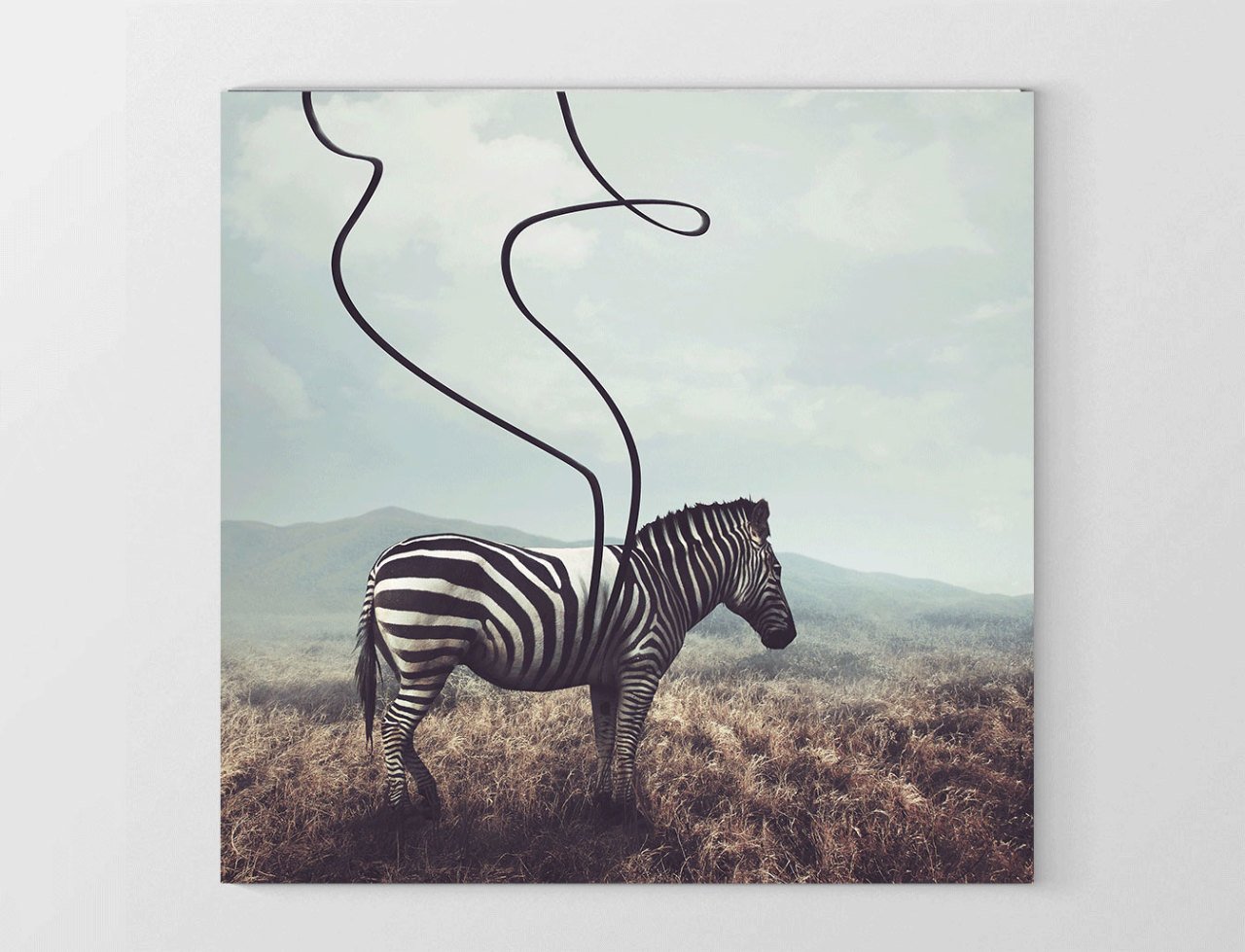 Zebra Tablosu Çerçevesiz - 70x70