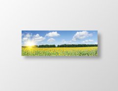 Ayçiçeği  Tarlası Tablosu Çerçevesiz - 200x70
