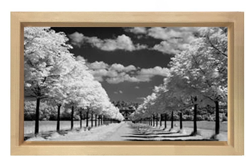 Ağaçlı Yol Siyah beyaz Tablosu Naturel Ahşap Çerçeve - 45x30