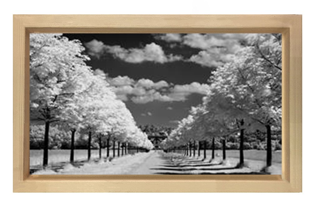 Ağaçlı Yol Siyah beyaz Tablosu Naturel Ahşap Çerçeve - 50x90