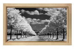 Ağaçlı Yol Siyah beyaz Tablosu Naturel Ahşap Çerçeve - 50x90