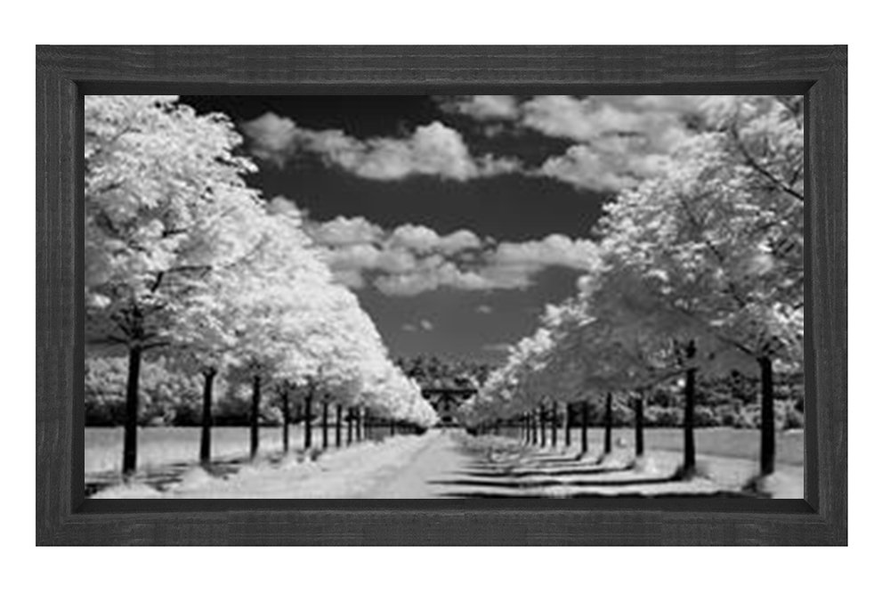 Ağaçlı Yol Siyah beyaz Tablosu Siyah Ahşap Çerçeve - 40x60