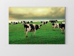 İnekler Otlarken Tablosu Çerçevesiz - 50x90