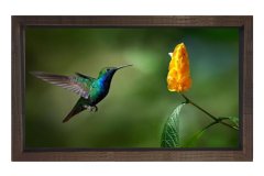 Sinek Kuşu Tablosu Kahverengi Ahşap Çerçeve - 40x60