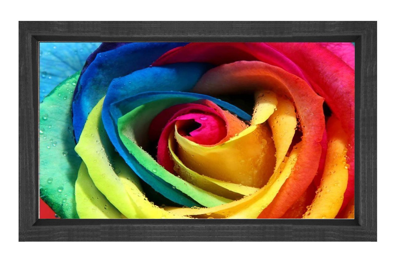 Renkli Gül Çiçeği Tablosu Siyah Ahşap Çerçeve - 50x70
